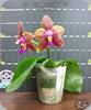 Phal. Miki Cherry Tree Snake